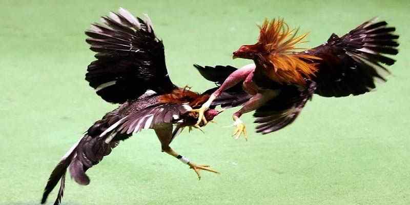 Luật đá gà Thomo cơ bản